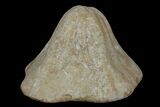 Miocene Fossil Echinoid (Clypeaster) - Taza, Morocco #174362-1